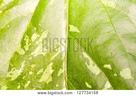 green and white hibiscus leaf background or leaf background