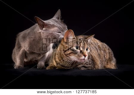 Two Cats