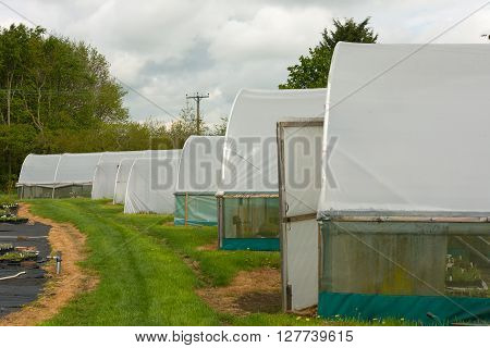 Horticultural polytunnel for growing tender plants and protecting from frost.