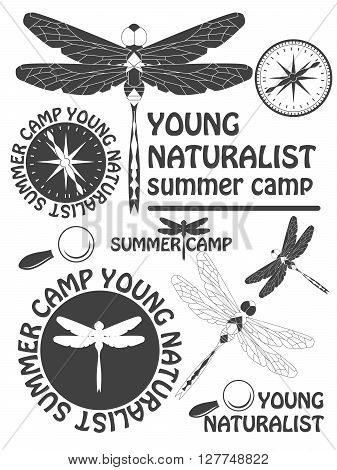 Set Of Vintage Dragonfly Labels, Badges And Design Elements. Vector