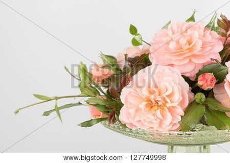 Arrangement of pink garden roses close up.