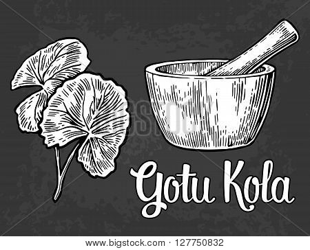 Gotu kola - medicinal plant. Vector vintage engraved illustration.