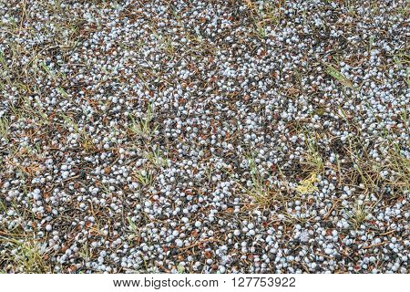 juniper berries covering ground in a semiarid desert in the southwest USA