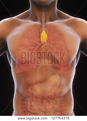 Human Thymus Anatomy Illustration . 3D render