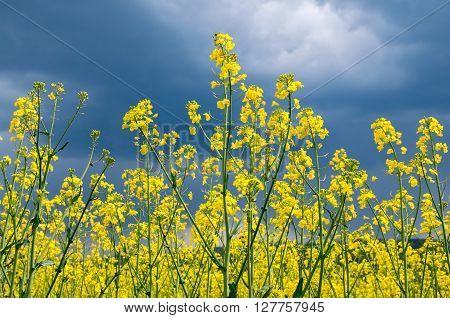 Agricultural field with blossoming colza. Blossoming colza.