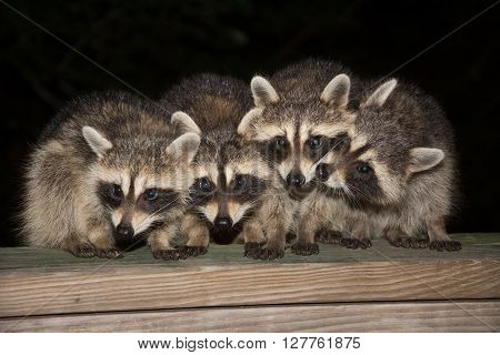 Four Cute Baby Raccoons On A Deck Railing