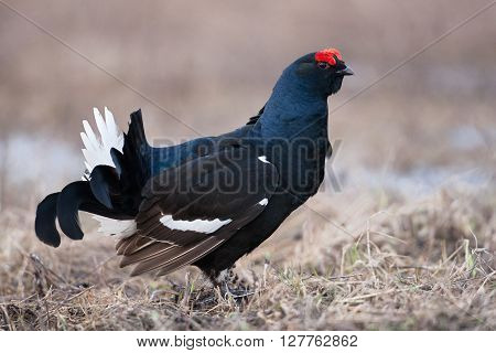 Black grouse (Tetrao tetrix) sings in the wild nature