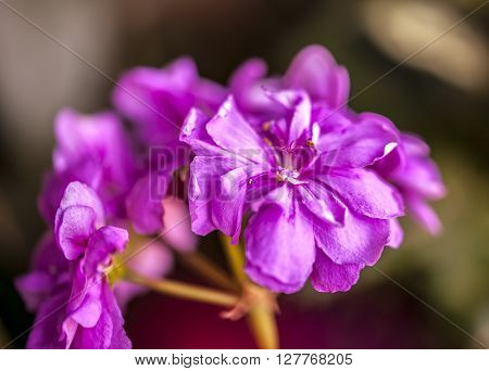 Macro of Ivy-leaf geranium Pelargonium peltatum flower. Selective focus.