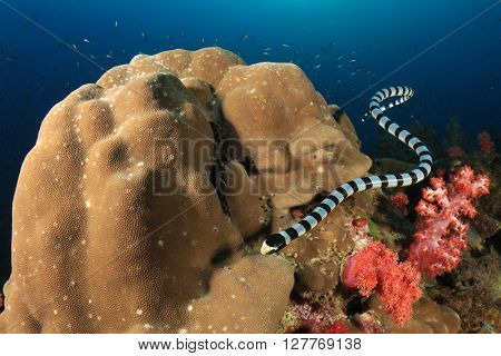 Banded Sea Snake