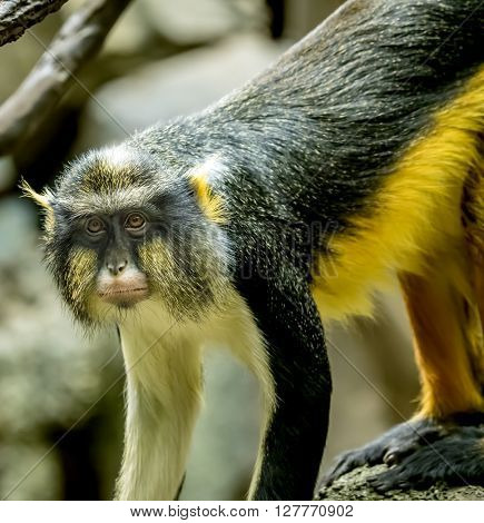 Closeup portrait of a Wolf's Monkey