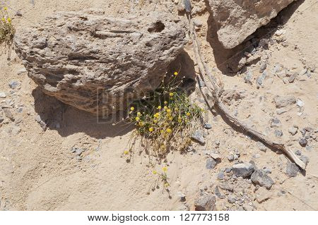 Matricaria discoidea, pineappleweed, wild chamomile disc mayweed among the stones in desert
