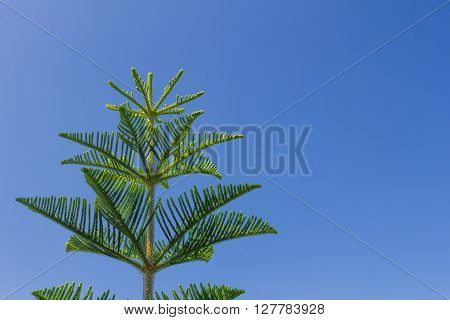 Closeup Of Nolfolk Island Pine Leaves