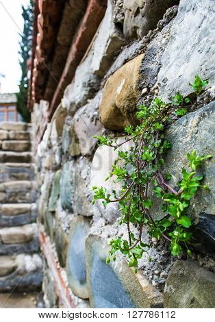 green grass growth thru old rock wall