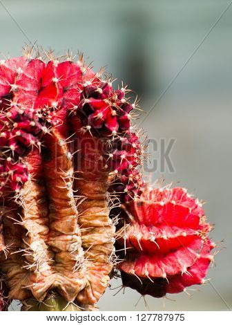 Red cactus - a symbol of protection and wisdom