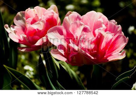 Spring flowers tulips pink - symbol of love and fidelity