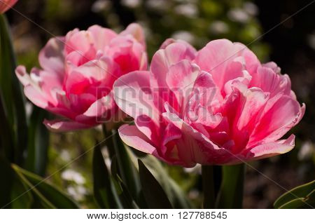 Spring flowers tulips pink - symbol of love and fidelity