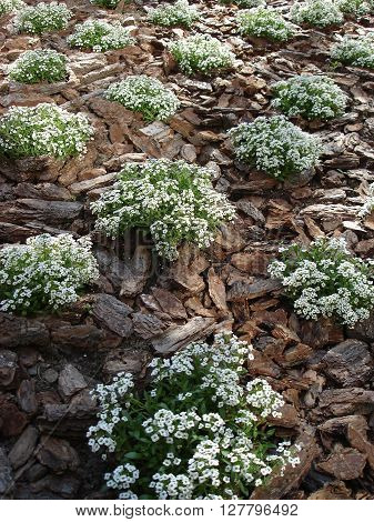 Plants of lobularia maritima flowers garden design.