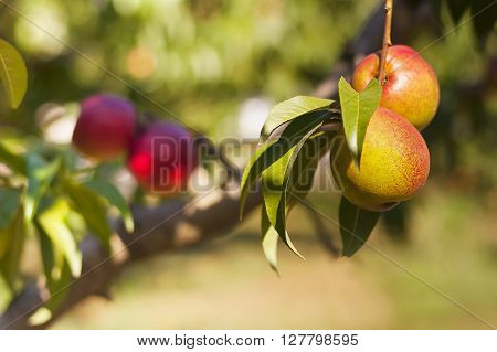 Apples And Peaches On Their Branches