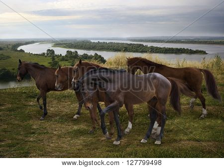 herd of horses grazing freely in the open at the bend of the Russian Kama River