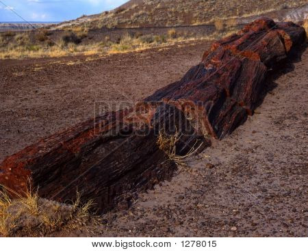 Versteend Tree