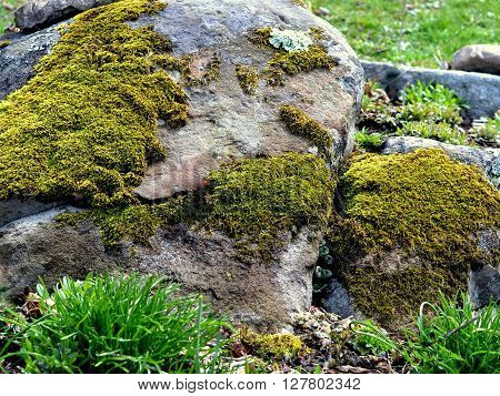 Large Garden Boulder with Patches of Green Moss