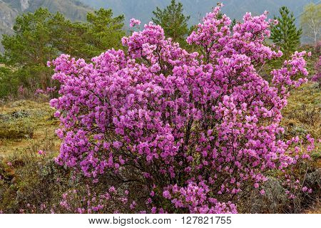 Very beautiful bright bush rhododendron Ledebour with magenta flowers on a background of trees in the Altai Mountains