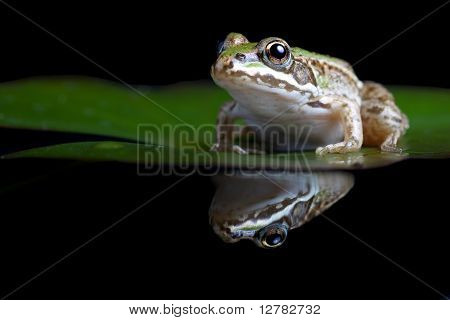 Green frog afspejles