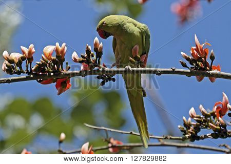 Noisy grumpy Rose-ringed parakeet among Flame of the Forest tree blossoms on an otherwise beautiful morning.