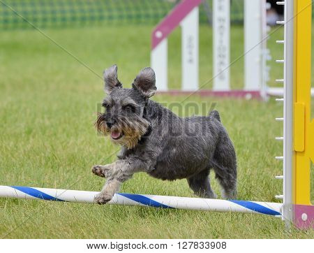 Miniature Schnauzer Leaping Over a Jump at Dog Agility Trial