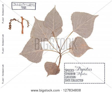 Herbarium of pressed parts of poplar tree. Branch leaves and inflorescence isolated on white.