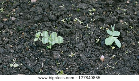 The young plants of vegetable green peas on the gardenbed
