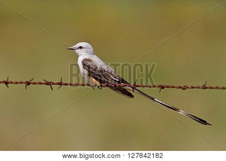 Scissor-tailed flycatcher also known as Texas Bird-of-Paradise perched on barbed-wire.