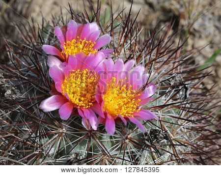 Hedgehog Cactus (Pediocactus nigrispinus) in Full Bloom