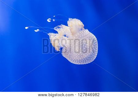 Australian Spotted Jellyfish, Phyllorhiza Punctata, In A Tank