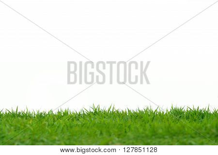 Green grass meadow field isolated on white background