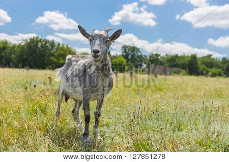 Young goat on a summer pasture looking with interest