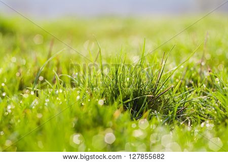 Fresh green spring grass with dew drops closeup