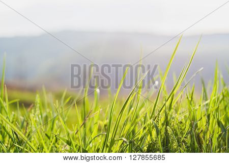 grass background green  nature spring lawn summer growth morning lawn freshness field dew garden flora