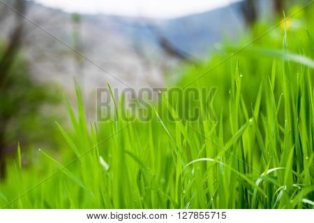 Fresh green spring grass with dew drops closeup