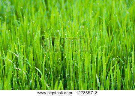 Fresh green spring grass with dew drops closeup
