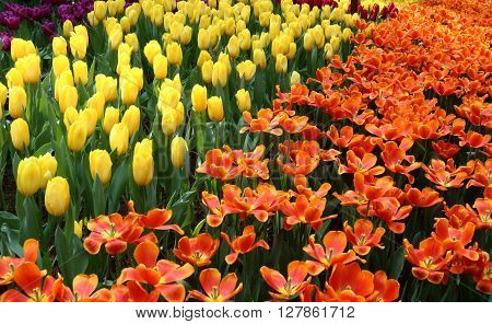 Tulips Pako and Strong Yellow in full bloom