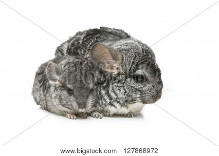 Chinchilla mother with baby sitting isolated over white background. Copy space.