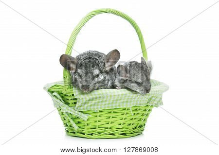 Chinchilla mother with baby sitting in green basket isolated over white background. Copy space.