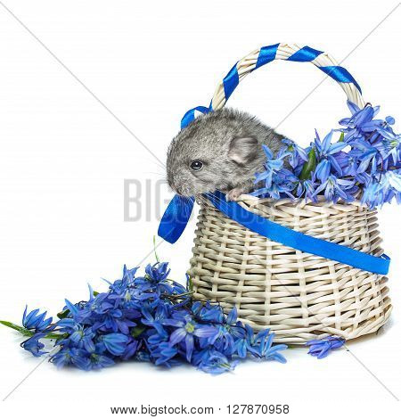 Chinchilla baby sitting in basket with blue flowers isolated over white background. Copy space.