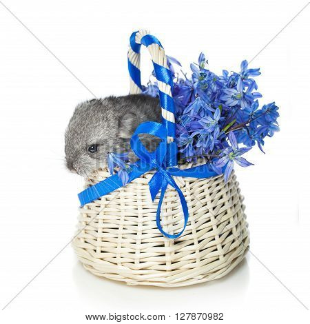 Chinchilla baby sitting in basket with blue flowers isolated over white background. Copy space.