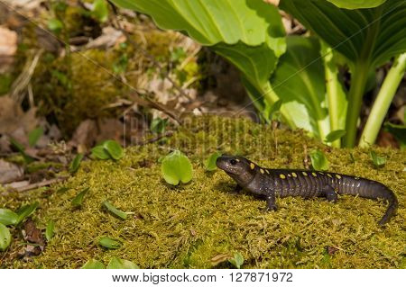 A Spotted Salamander foraging for food on a bed of moss.