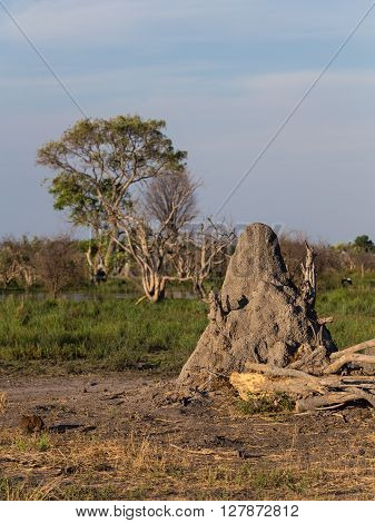 Termit mound at the Okavango Delta in Botswana Africa.