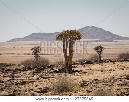Three isolated Quiver tree Aloe Dichotoma with montain in the background. Namibia. Africa.