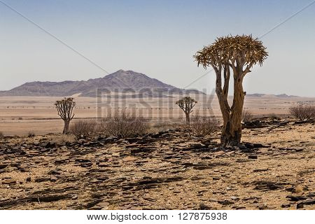 Three isolated Quiver tree Aloe Dichotoma with montain in the background. Namibia. Africa.