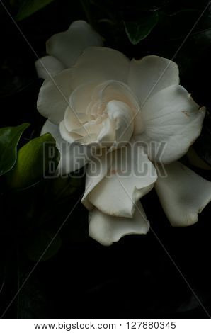 White Rose - symbolizes fidelity and probity